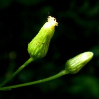 Pluchea paniculata (Willd.) Karthik. & Moorthy